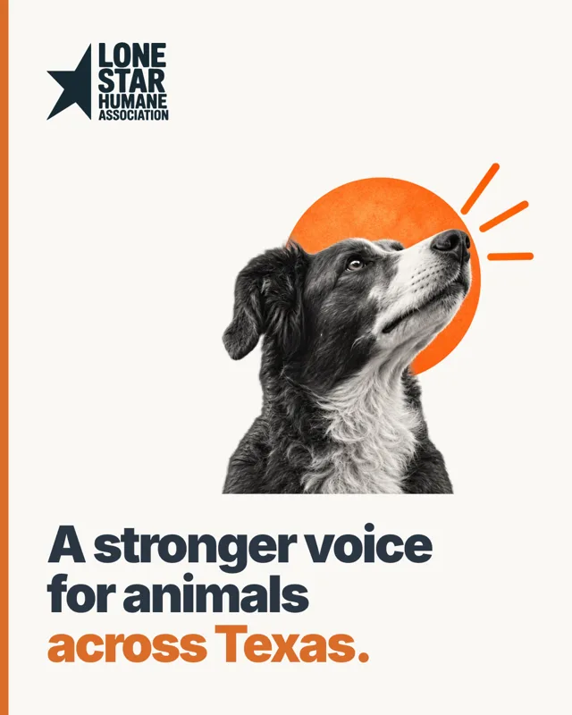 A stronger voice