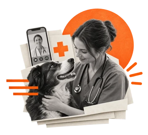 Animal Services